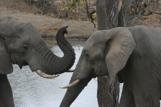 Ntsiri Private Game Reserve 051