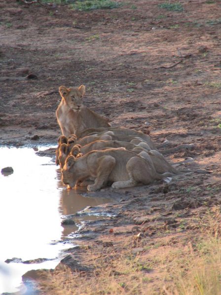 Ntsiri Private Game Reserve 148