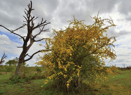 Bush-Thinning