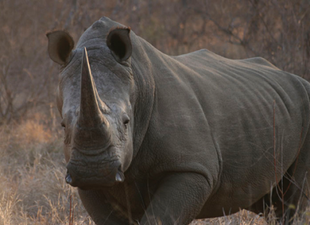 Rhino-Updates
