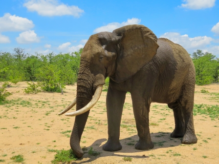 Elephant Bull at Buffalo Pan