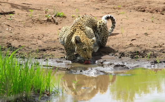 Farmhouse Pan Leopard 2