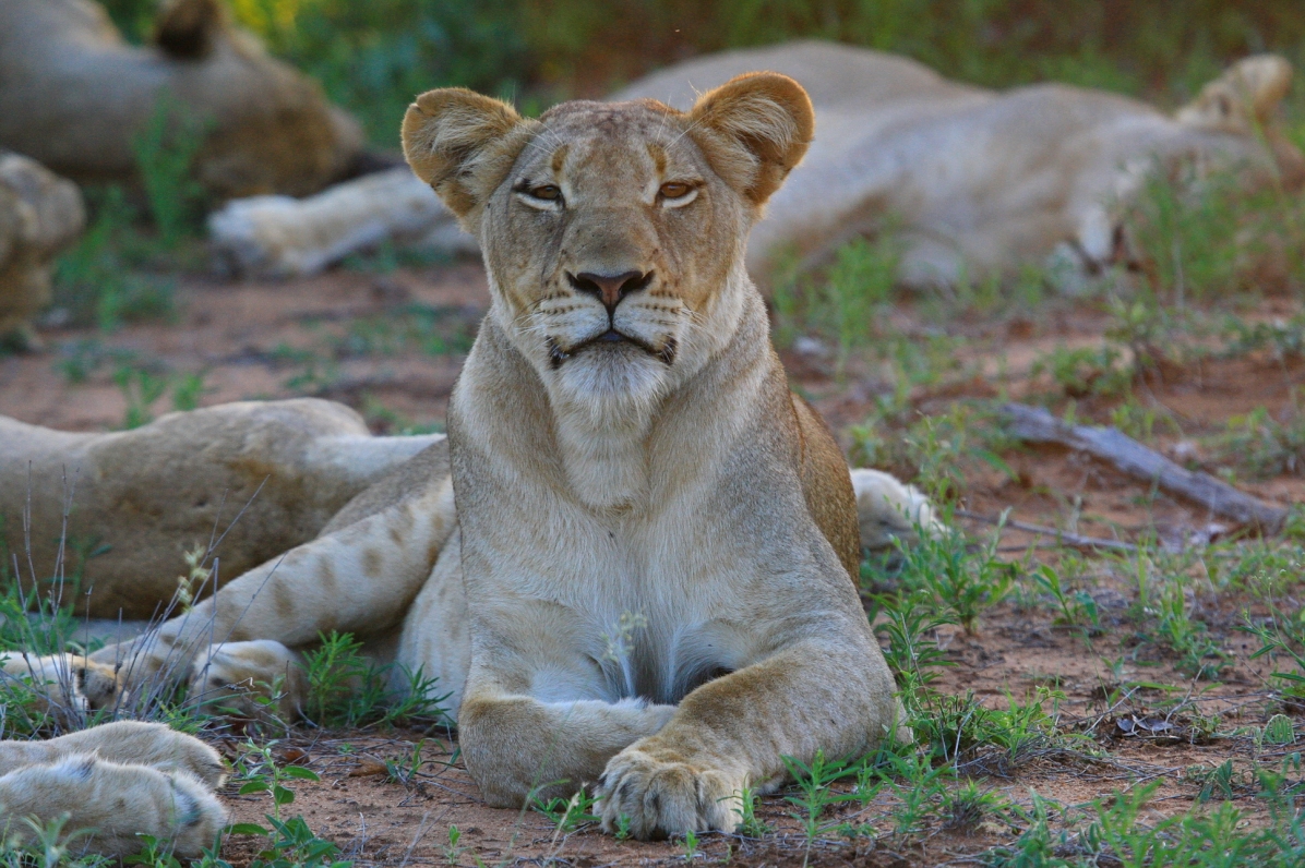 Lioness dark eye