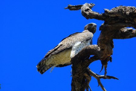 Ma Eagle at the crossing
