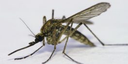 Malaria Mosquito
