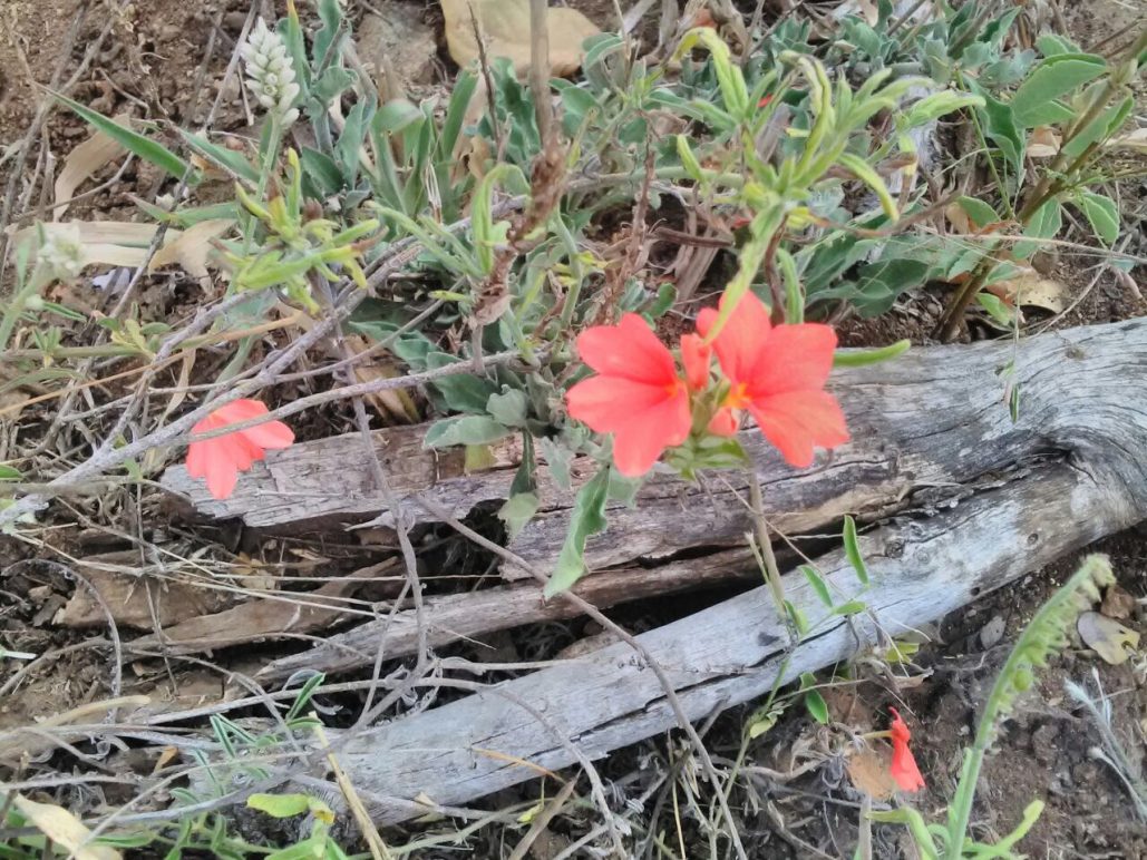 Flowers 2 Crossandra spp