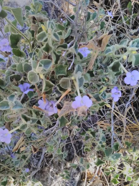 Flowers 3 Barleria affinis, Downy Baleria