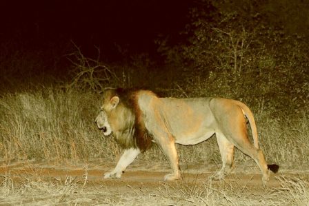 Joscelyne Lion Pic