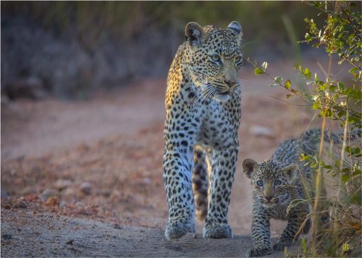 Leopard and cub