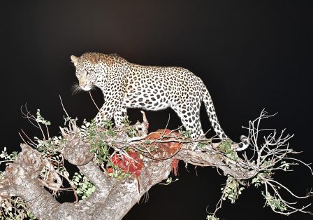Topham leopard photo4