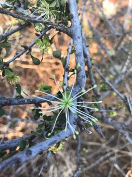 Sept flowers in Bloom