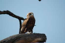 Immature Bateleur Barry Kleu