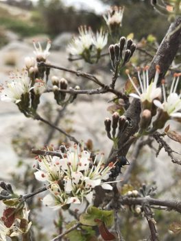 Combretum Mozambiquenses