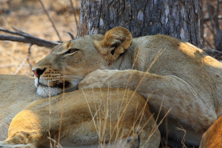Lioness Peter Anderson