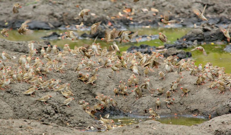 Queleas Peter Anderson