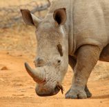 Rhino Peter Anderson