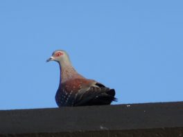 Rock Pigeon