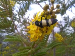 Blister beetles