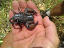 Flat Rock Scorpion