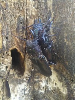 Giant Stag Beetles