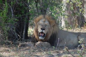 Lion male Barry Kleu - GnT's