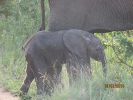 Baby elephant with no tail - Nat Prangley