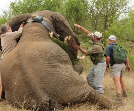 Elephants-Alive-Collaring-2