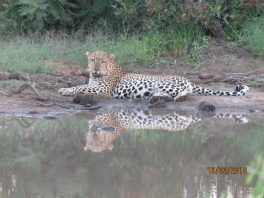 Leopard at Jackalberry pan - Nat Prangley