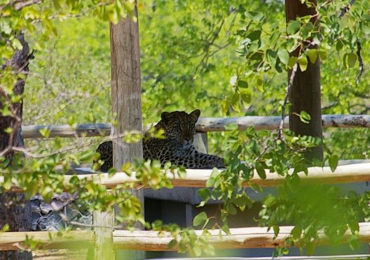 Leopard at Marula IMGP9577_JPG