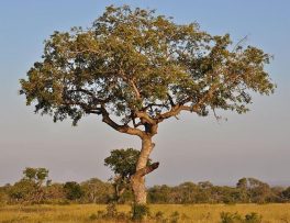 Marula Tree Pic