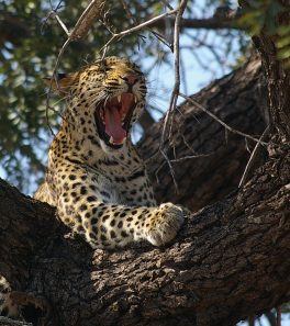 Marula leopard May 2018_2_L Henderson