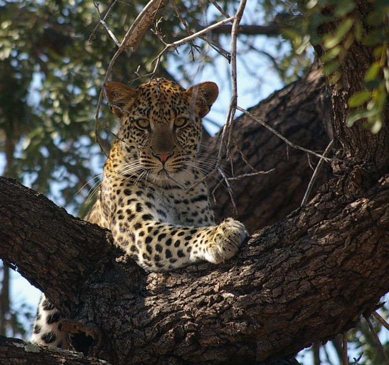 Marula leopard_May 2018_L Henderson 1