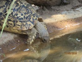 Tortoise drinking - Nat Prangley