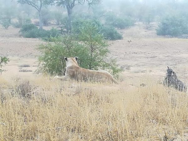 Lioness in the rain