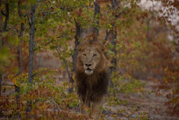 62514315_2314937448587092_1533687462251986944_n