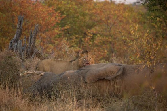 64324755_2314937535253750_8323579364755111936_n