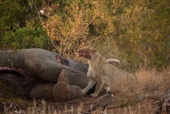 64518979_2314937525253751_5550852025824051200_n