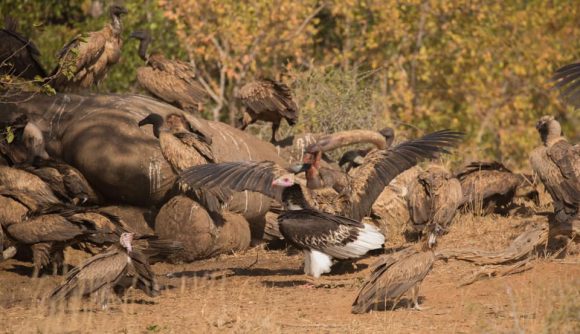 64543417_2314937615253742_9026453966791114752_n