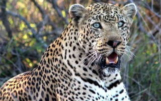 A close up of a leopard at Ntsiri Private Game Reserve